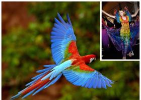 Красный ара (Ara macao) Scarlet macaw, Arakanga (англ