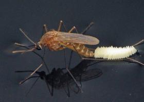 Описание комара: чем питается, как размножается Откуда рождаются комары