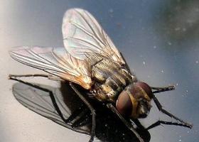 Как размножаются мухи обыкновенные Что происходит с мухой осенью