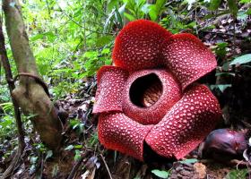Раффлезия — самый большой цветок